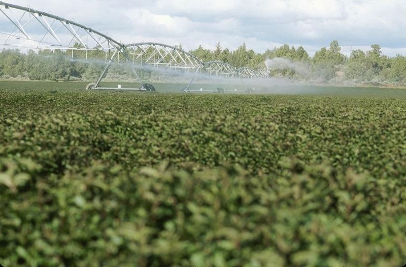 Irrigation Equipment of Center Pivot for Sale