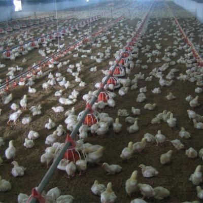 Prefabricate Automatic Poultry Farm Equipment for Chicken House/Broiler Shed/Breeder Raising