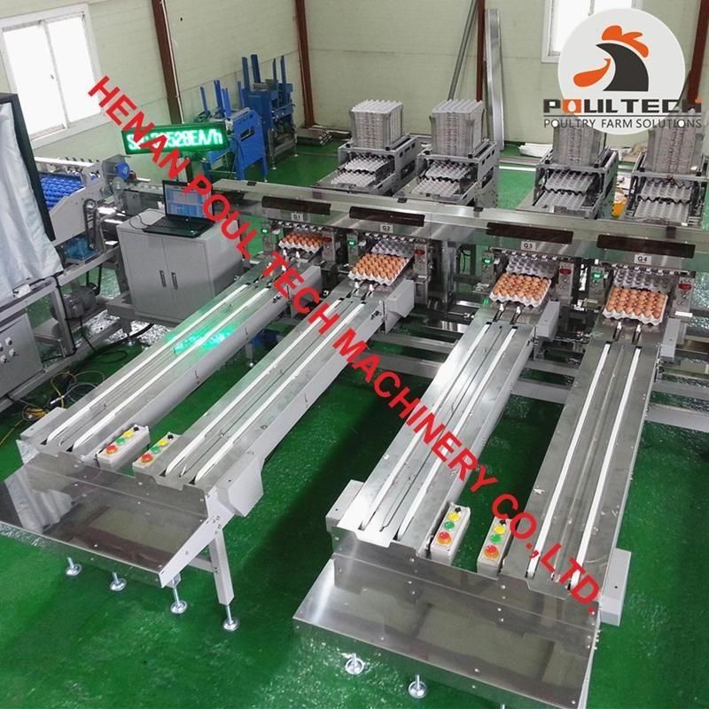 Layer Farming Egg Processing Machines Automatic Egg Grading and Packing