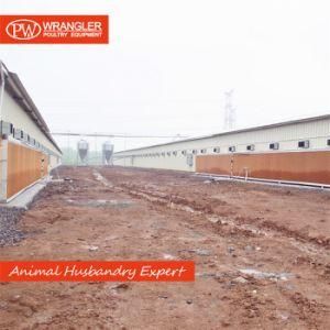 Full Set Automatic Poultry Equipment for Broiler Chicken Production