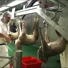 Halal Slaughtering Goat Viscera Quarantine Equipment for Sheep Abattoir