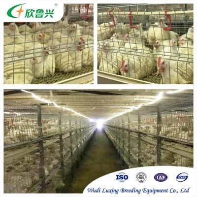 Pullet Chicken Cage Automatic Raising System Poultry Farm Equipment for Small Chick Large Farm