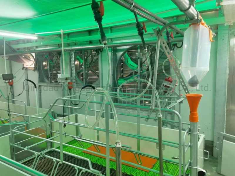 Automatic Control Economic Pig Feeding System Pig Equipment