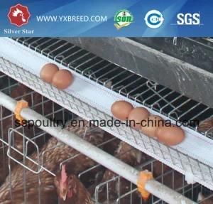 Steel Galvanized Poultry Cages for 5, 000 - 10, 000 Layer Birds (A-4L120)