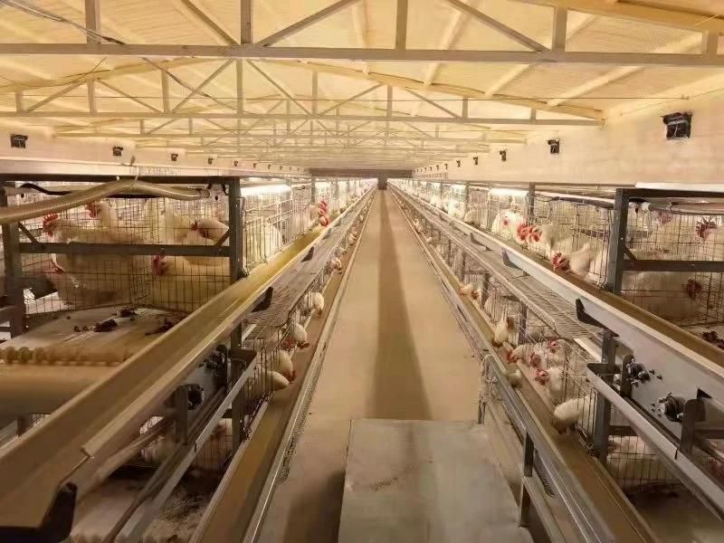 4 Tier Modern Design Steel Structure House Automatic Broilers Chicken Battery Cage System for Sale