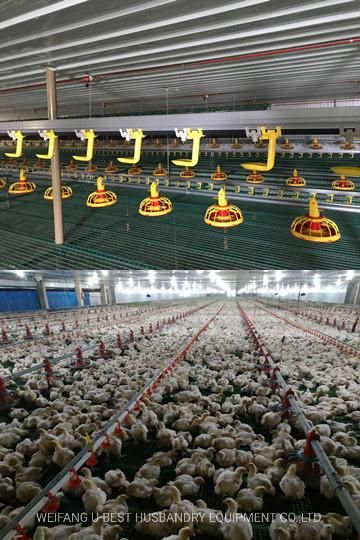 China Steel Poultry Farm Structures Design Layout Project Chicken House in The Philippines