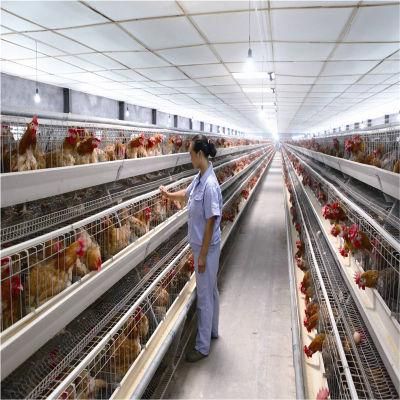 Low Cost Easy Built Steel Structure Chicken Poultry Farm Equipment