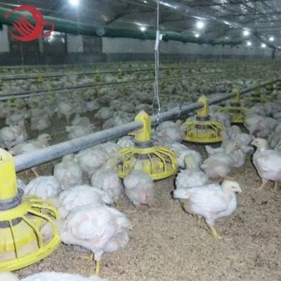 Model Farm Automatic Poultry Farming Equipment for Africa Market