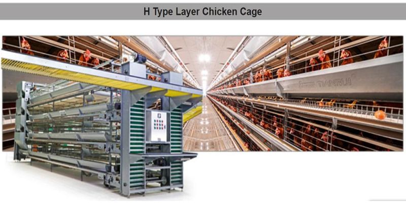 Large-Scale Fully Automatic Layer Breeding Cages for Battery Chicken Breeding in Poultry Farms