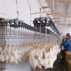 3000bph Abattoir Machine Poultry Chicken Duck Slaughtering Equipment Slaughtering Machine