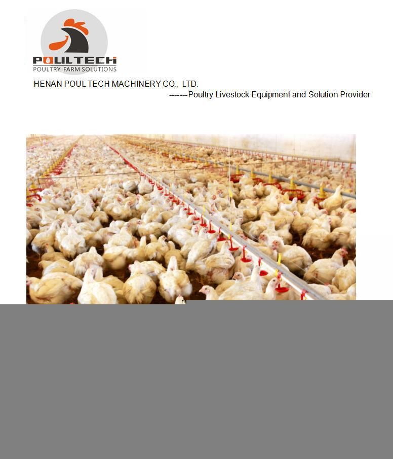 Fast Transaction and The Lowest Price Chicken Equipment