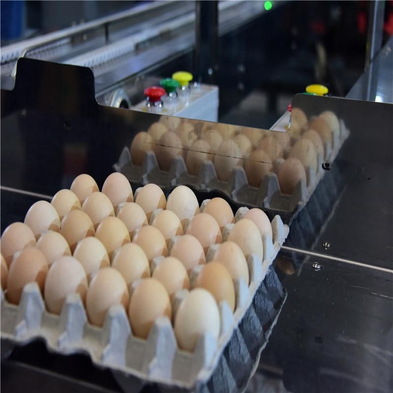 High Quality Automatic Egg Grading & Package Machine for Sale