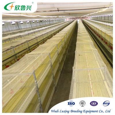 Automatic Rearing System Broiler H Type Hot DIP Galvanized Meat Battery Brooder Chicken Broiler Cage